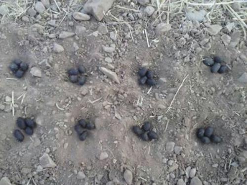 1053500x374_1441437788564186